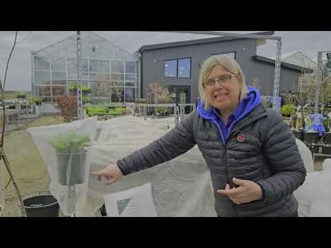 How To Use Frost Cloth for Plant Protection