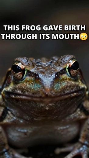 This Frog Gave Birth From Its Mouth 😳