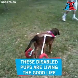 44K views · 1K reactions | Today is National Specially-Abled Pets Day. Thanks to these heroes for all they do to help specially-abled pets!  | Petco | Facebook