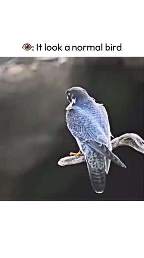 REELBASE HUB ™ on Instagram: "The bird in this video may look completely normal at first glance, calmly perched and scanning its surroundings. But in the very next moment, it transforms into one of the most powerful hunters in the sky. This is a peregrine falcon, famous for the fastest dive in the animal kingdom. When it locks onto its target, it folds its wings back and drops like a speeding arrow, reaching over 300 km/h during its legendary “stoop.” In the blink of an eye, the falcon strikes w