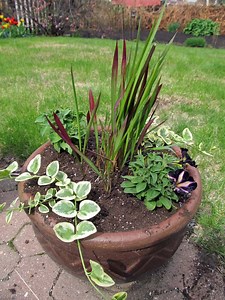 Japanese Blood Grass - Care, Toxic to Dogs, Invasive, Seeds
