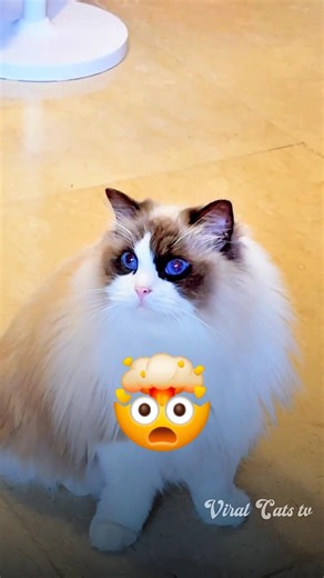 Meet The Ragdoll [ The Fluffiest Cat Breed ] #shorts