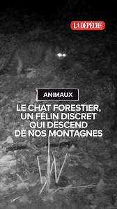 🐈C'est un chat extrêmement discret et qu'on trouve en partie dans les forêts d'Occitanie : le chat forestier. On est partis à sa recherche pour mieux comprendre cette espèce protégée en France depuis 1981. | La Dépêche du Midi