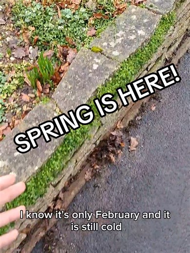 Spring is Here: The Joy of Early Blooming Flowers