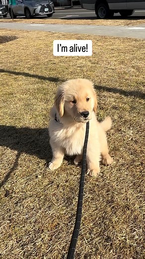 The day in the life of an 11-week old puppy 🌀👀❤ #dachshund #dogs #viralreels #fbreels #foryou | Golden Retriever