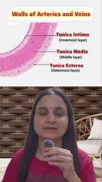 Arteries vs Veins Explained | Why Tunica Media is Thin in Veins? | NCERT Biology