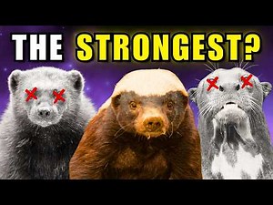 The 8 STRONGEST Mustelids