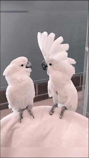 Cockatoos Dance and Sing! So Adorable 🦜 #cockatoo #animalssounds #shortsanimals