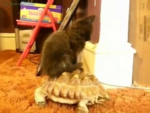 Верхом на черепахе