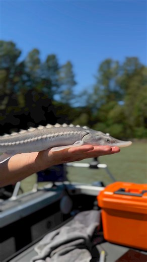 Catch of the day. Immaculate 42cm virgin sturgeon❤️ #sturgeon #babyfish #fraserriver #animals | Sturgeon Slayers