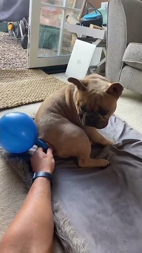 Dog farts into balloon