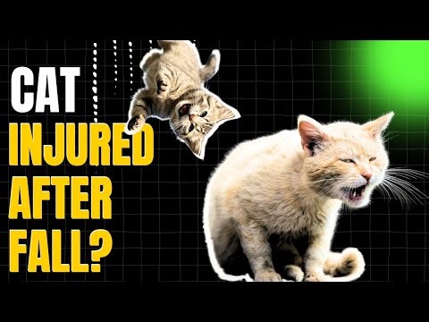 How to tell if cat is injured after fall? | Injured CATS Need Help FAST