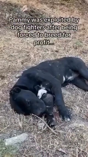 Socal Pets Rescue on Instagram: "Pammy’s Story 💔 Pammy was never shown kindness only cruelty. Exploited by dog fighters, she was forced to breed litter after litter for profit. Her gentle nature the very thing that makes her special was the reason they chose her. Chained in a filthy yard, Pammy gave birth to puppies who were taken from her again and again. The scars that cover her body tell the truth no one else will she was used as bait. They even cut off her ears… as if her pain didn’t matter