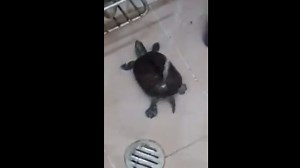 Turtle twerks its big fat shell off in hilarious video