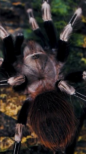 #6 Halloween Brazilian Red & White Tarantula - Vitalius chromatus #tarantula #spider #halloween