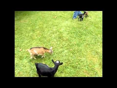 Buttermilk Crazy Jumping Goat Goes Wild, HD
