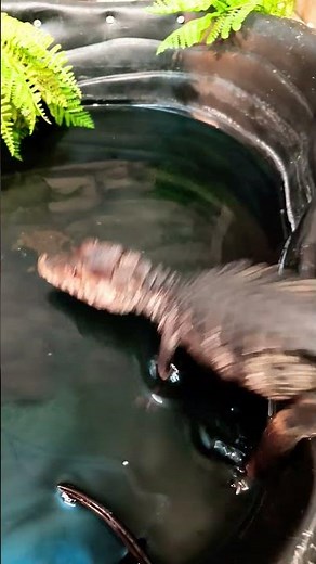 Dwarf Caiman 101: Species Overview & Responsible Ownership