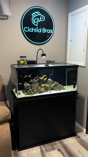 The 40 gallon mbuna tank #mbuna #mbunas #mbunacichlid #cichlids #cichlid #fishtok #fishtoks #cichlidtank #cichlidsoftiktok