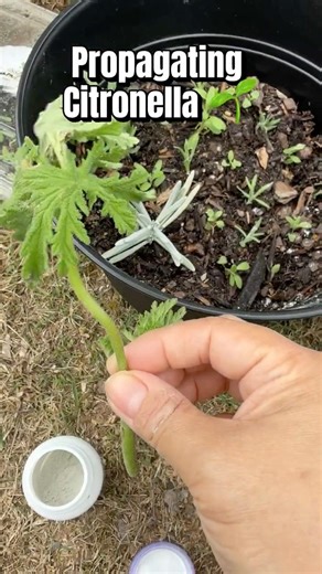 Get unlimited Citronella Plants🌱