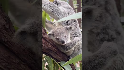 Koala joey climbs and explores with adorable curiosity in treetops