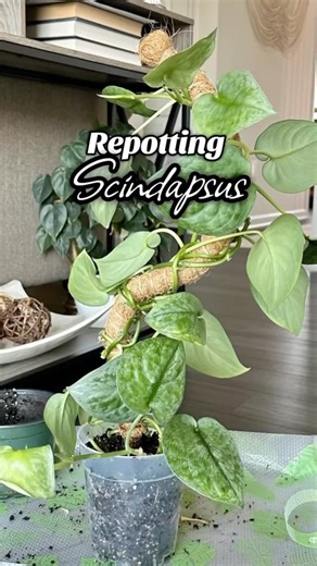 4 comments | Repotting Scindapsus using clear pots! Better drainage, no mess, happy roots! Comment SHOP below to receive a DM with the link to this post on my LTK ⬇ https://liketk.it/5gRZY #ltkhome #ltksummeredit #ltkstyletip #scindapsus #repotting #plantparent #plants | plantedby.ycee | Facebook