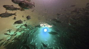 Demand for seafood is soaring, but oceans are giving up all they can. Can we farm fish in new ways?