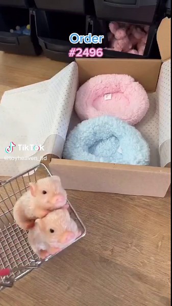 Indian Selling Pig Toys Scam Exposed