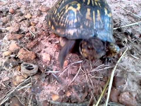 How to get a wild turtle to come out of its shell