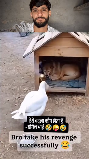 Rahull_vlogs | Funny dogs 😂😅😂😅….!!! @rahull_vlogs | Instagram