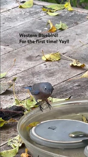 Western Bluebird! #forthefirsttime #happy #bluebird #birdwatching #california #blessed #gratitude