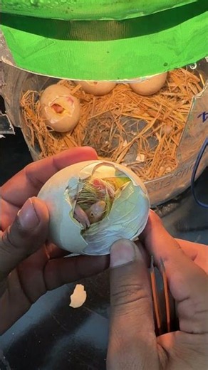 Assisted Hatch of a Goose Egg