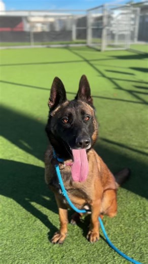 Ace is looking good 🖤 One of our long stay shelter dogs 😭