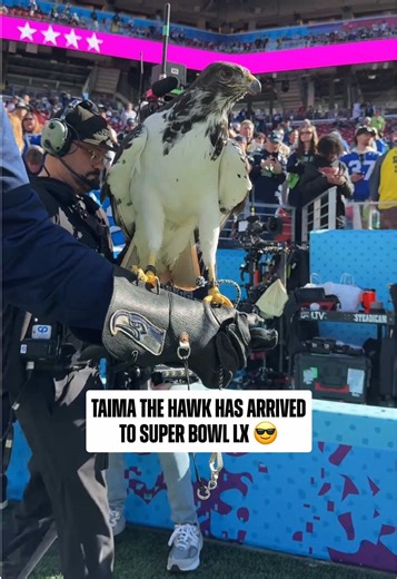 Taimathew Hawk Joins the Seahawks for Super Bowl Season