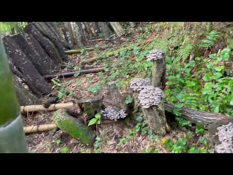 初めてのヒラタケ原木栽培 大津市 聖海熊一郎