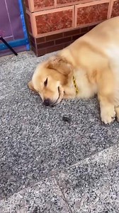 Bugging the Dog 🐕‍🦺🪲 This video may contain disturbing content. Viewer discretion is advised. #public #followers #friends #dog #bugs | Robert Duran Song Covers