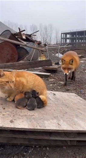 FOX AGAINST CAT, Protect the Kitten !!!! #viral