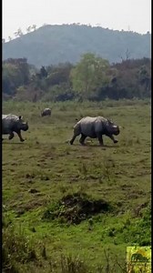 Rare Moment! Two Rhinos Running Together in Kaziranga National Park | Kaziranga Vibes