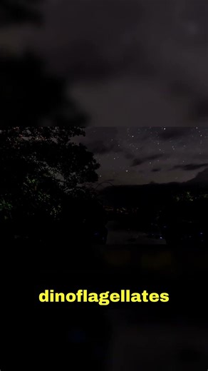 Exploring Bioluminescence in Oceans