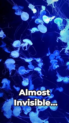 The Most Venomous Animal on Earth (Australia) #australia #wildlife #dangerousanimals #facts #nature