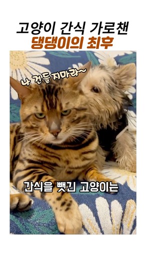 고양이 간식을 물고 도망간 간큰 강아지#웃긴동물#뱅갈고양이#요크셔테리어