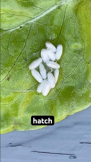 Beneficial Garden Insects | Braconid Wasp 🐝