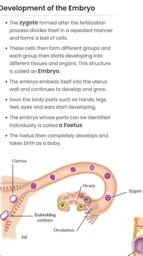 development of embryo class 8