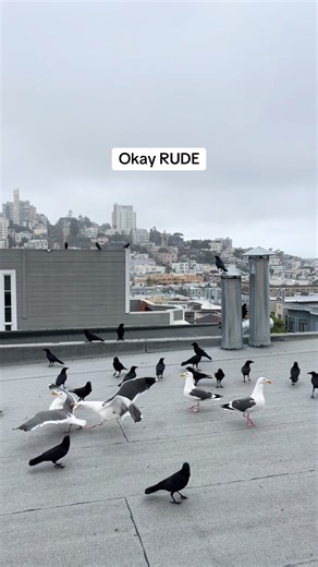 Funny Bird Encounters: Yelling at Crows and Seagulls