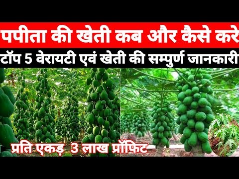When and how to cultivate papaya || Red lady papaya farming / papita farming