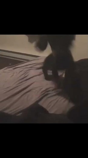 Dog with big boner attacked me