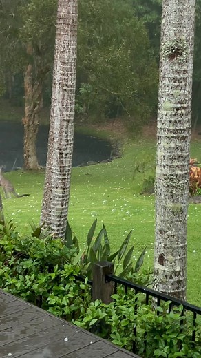 Poor kangaroos. Hail hitting them on the head on the Sunshine Coast | Sandy Forster