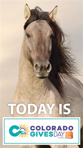 The Wild Horse Refuge | It’s officially Colorado Gives Day! For our rescued mustangs, freedom was once only a distant hope. Here, it is their life—roaming... | Instagram