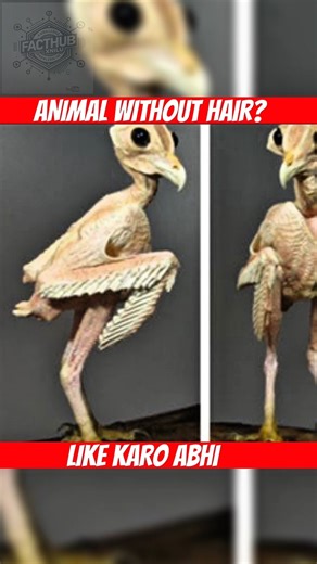 Animals Without Hair Are Not Ugly | Your Eyes Are Lying