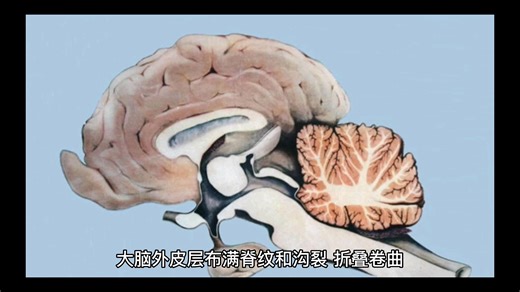 大脑内部结构 及其功能