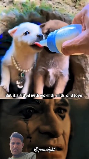dogs ki zindagi aasan nhi hoti💔🥺 respect all dogs #viral #dog #animals #hearttouching #sad #shorts